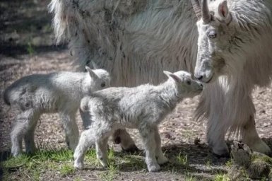 В Новосибирском зоопарке родились детеныши снежных коз