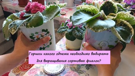 Горшки какого объема необходимо выбирать для выращивания сортовых фиалок (сенполий)?