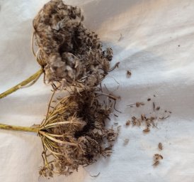 Подзимняя природная посадка овощей, в том числе и для получения семян